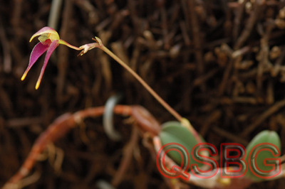 สิงโตปากเป็ด Bulbophyllum planibulbe (Ridl.) Ridl.<br/>ORCHIDACEAE