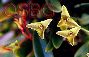 เอื้องไตรดอกสีนวล Trias oblonga Lindl.<br/>ORCHIDACEAE