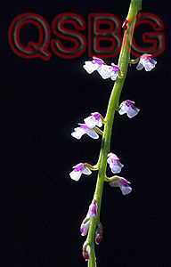 เอื้องช่อมณี Schoenorchis gemmata (Lindl.) J.J.Sm.<br/>ORCHIDACEAE