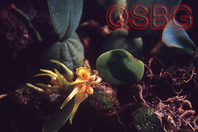 สิงโตสุเทพ Bulbophyllum sutepense (Rolfe) Seidenf. & Smitinand<br/>ORCHIDACEAE