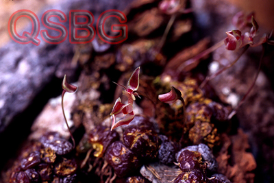 เอื้องทับทิมสยาม Bulbophyllum ayuthayense J.J.Verm<br/>ORCHIDACEAE