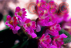 เอื้องจิ๋ว มณีรัตนา Schoenorchis fragrans (Par. & Rchb.f.) Seidenf. & Smitinand<br/>ORCHIDACEAE