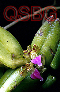 เคราสิงห์ปากชมพู Pelatantheria insectifera (Rchb.f.) Ridl.<br/>ORCHIDACEAE
