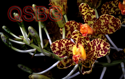 ว่านเพชรหึง Grammatophyllum speciosum Blume<br/>ORCHIDACEAE
