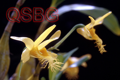 เอื้องคำฝอย Dendrobium brymerianum Rchb.f.<br/>ORCHIDACEAE