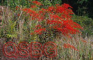 หวายแดง Renanthera coccinea Lour.<br/>ORCHIDACEAE