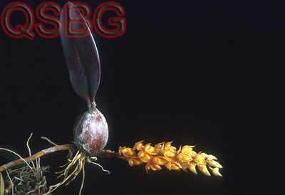 สิงโตวังกะ Bulbophyllum wangkaense Seidenf.<br/>ORCHIDACEAE