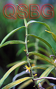 จำคอนลิ้นขาว Trichogottis bipunctata (Par. & Rchb.f.) Tang &Wang<br/>ORCHIDACEAE
