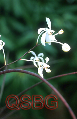 หนวดพราหมณ์ขาว Holcoglossum subulifolium (Rchb.f.) Christenson<br/>ORCHIDACEAE