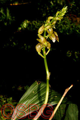 เอื้องขวดอินทนนท์ Chrysoglossum ornatum Blume<br/>ORCHIDACEAE