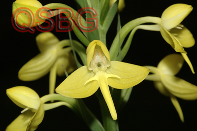 ดอกนางนวล Habenaria acuifera Wall. ex Lindl.<br/>ORCHIDACEAE