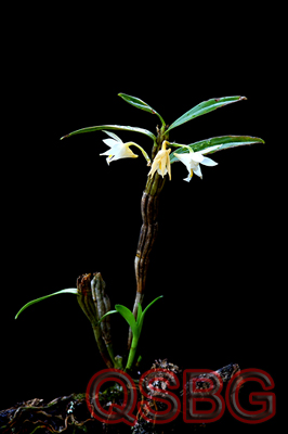เอื้องแซะมะลิ Dendrobium sutepense Rolfe ex Downie<br/>ORCHIDACEAE