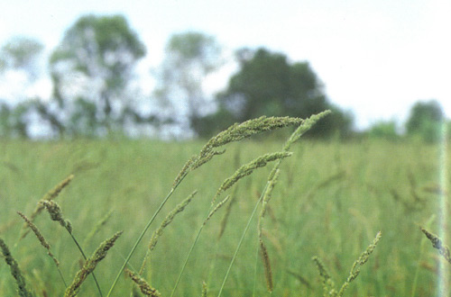 หญ้าข้าวนกสีชมพู Echinochloa crus-galli (L.) P. Beauv.<br/>POACEAE (GRAMINEAE)