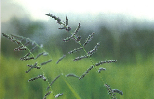 หญ้าข้าวนกใหญ่ Echinochloa stagnina (Retz.) P. Beauv.<br/>POACEAE (GRAMINEAE)