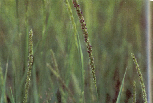 หญ้าแกน Hymenachne acutigluma (Steud.) Gilliland<br/>POACEAE (GRAMINEAE)