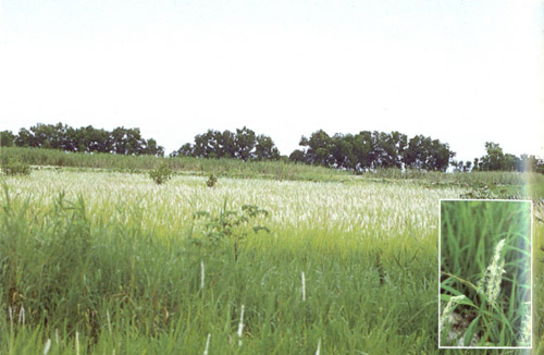 หญ้าคา Imperata cylindica (L.) P. Beauv<br/>POACEAE (GRAMINEAE)