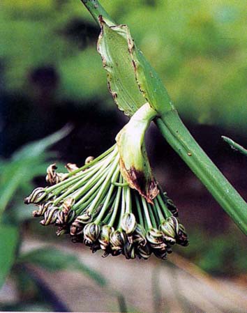 ผักตบไทย Monochoria hastate (L.) Solms-Laub.<br/>PONTEDERIACEAE