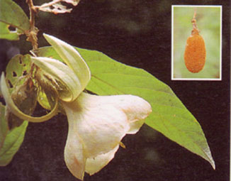ขามคัวะ Pterospermum semisagittatum Buch.-Ham.ex Roxb.<br/>STERCULIACEAE
