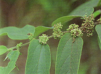 พังแหรใหญ่ Trema orientalis (L.) Bl.<br/>ULMACEAE