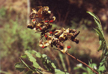 มะกล่ำตาไก่ Adenanthera pavonina L. var. microsperma (Teijsm. & binn.) Nielsen<br/>FABACEAE (LEGUMINOSAE-MIMOSOIDEAE)