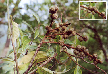 ก่อหยุม Castanopsis argyrophylla King ex Hook.f.<br/>FAGACEAE