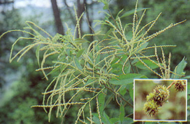 ก่อใบเลื่อม Castanopsis tribuloides (Sm.) A.DC.<br/>FAGACEAE