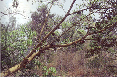 มะเดื่ออุทุมพร Ficus racemosa L.<br/>MORACEAE