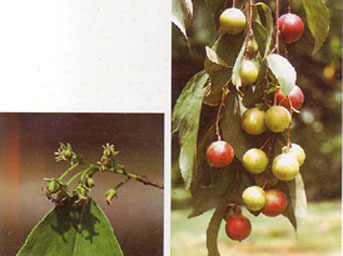 ตะขบควาย Flacourtia jangomas (Lour.) Raeusch.<br/>FLACOURTIACEAE