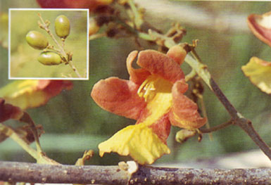 ซ้อ Gmelina arborea Roxb.<br/>VERBENACEAE