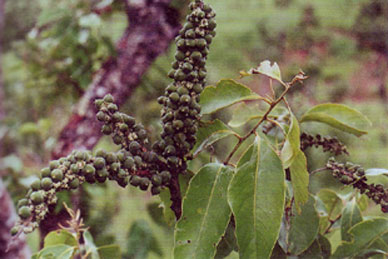 ก่อนก Lithocarpus polystachyus (Wall.) Rehd.<br/>FAGACEAE