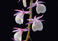 เอื้องสายน้ำผึ้ง Dendrobium pirmulinum Lindl.<br/>ORCHIDACEAE