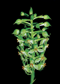 อั้วดอกเขียว Habenaria stenopetala Lindl.<br/>ORCHIDACEAE