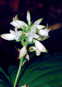 ขาวดง Tropidia angulosa (Lindl.) Blume<br/>ORCHIDACEAE