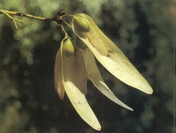 ปออีเก้ง Pterocymbium javanicum R.Br.<br/>STERCULIACEAE