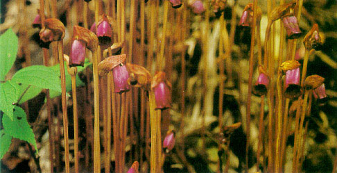 ดอกดินแดง Aeginetia indica Linn.<br/>OROBANCHACEAE