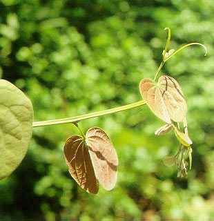 เสี้ยวเครือ Phanera glauca Benth. ssp. tenuiflora<br/>FABACEAE