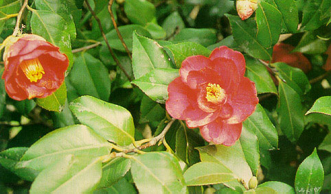 แต้ฮั้งฮวย Camellia japonica Linn.<br/>THEACEAE