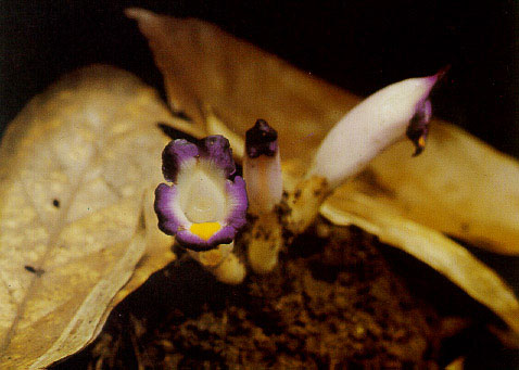 ว่านดอกสามสี Christisonia siamensis Craib<br/>OROBANCHACEAE