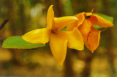 คำมอกหลวง Gardenia sootepensis Hutch.<br/>RUBIACEAE