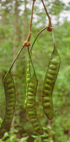 สะตอป่า Parkia leiophylla Kurz<br/>FABACEAE (LEGUMINOSAE-MIMOSOIDEAE)