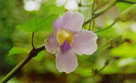 สร้อยอินทนิล Thunbergia grandiflora Roxb.<br/>THUNBERGIACEAE
