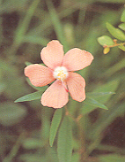 ทองพันดุล Decaschistia parviflora Kurz<br/>MALVACEAE