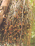 มะเดื่อสาย Ficus semicordata J. E. Smith<br/>MORACEAE
