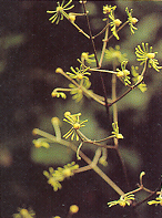 กวางดูถูก Naravelia laurifolia Wall. ex Hook.f.& Th.<br/>RANUNCULACEAE