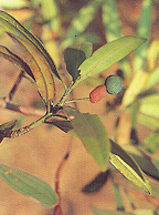 พญาไม้ใบเล็ก Podocarpus polystachyus R. Br. Ex Miq.<br/>PODOCARPACEAE