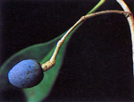 อวบดำ Linociera ramiflora Wall.ex G. Don<br/>OLEACEAE