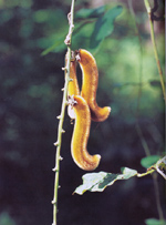 หมามุ่ย Mucuna pruiens (Linn.) DC.<br/>FABACEAE (LEGUMINOSAE-PAPILIONOIDEAE)