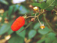 ไข่ปูส้ม Rubus sorbifolius Maxim.<br/>ROSACEAE