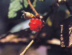 มะฮู้ไข่ปู Rubus alceifolius Poir.<br/>ROSACEAE