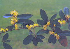 รวงผึ้ง Schoutenia glomerata ssp. Peregrina (Craib) Roekm.& Hartono<br/>TILIACEAE